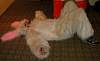 Furcon04-103.jpg